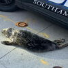 полицейские поймали тюленя