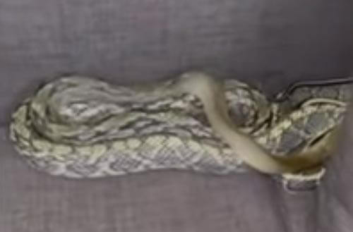 змею нашли на диване