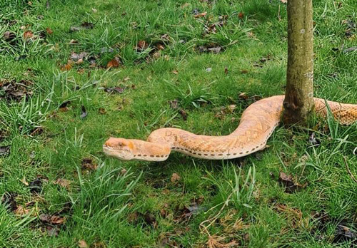 змея напугала людей в парке