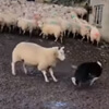 решительная овца против собаки