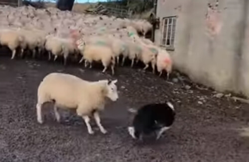 решительная овца против собаки