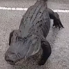 крупный аллигатор на дороге