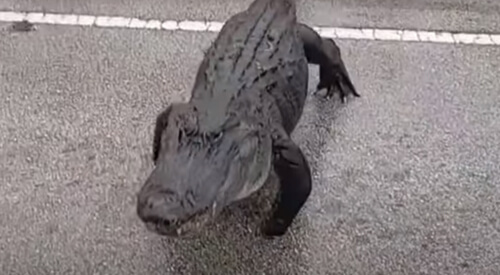 крупный аллигатор на дороге