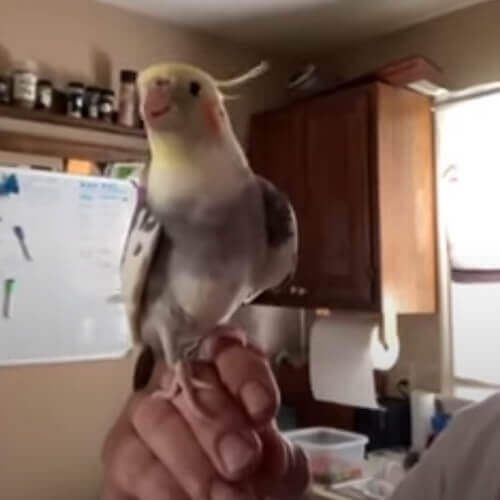 parrot loves music from TV shows