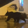 медведя дважды выгоняли из города