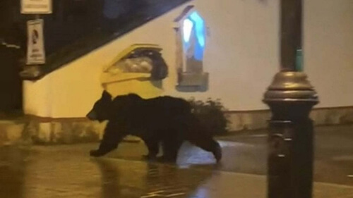 the bear was kicked out of the city twice