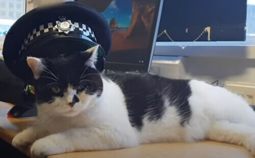 кот в полицейском участке