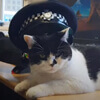 кот в полицейском участке