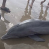дельфин умер из-за действий зевак