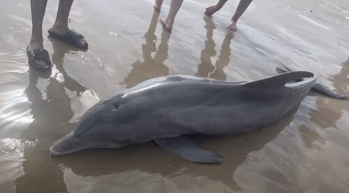 дельфин умер из-за действий зевак