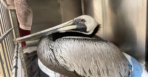 пеликан с крючком в шее