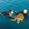 emaciated sea turtle