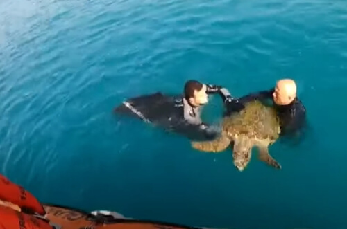 истощённая морская черепаха