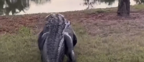 alligator under police supervision