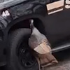 turkey pecks at police car