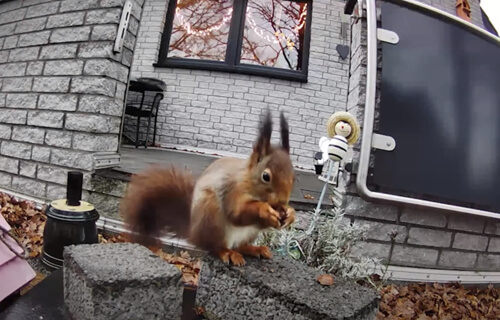 squirrel eats a nut in front of a video camera