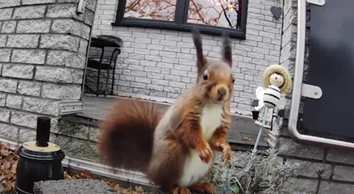 squirrel eats a nut in front of a video camera