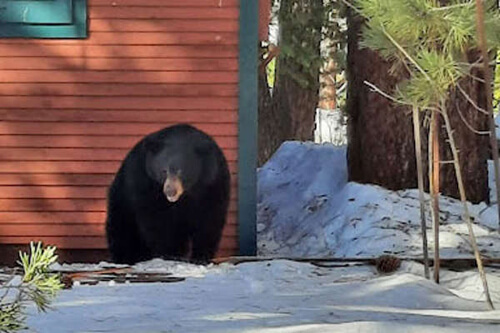 пять медведей зимовали под домом