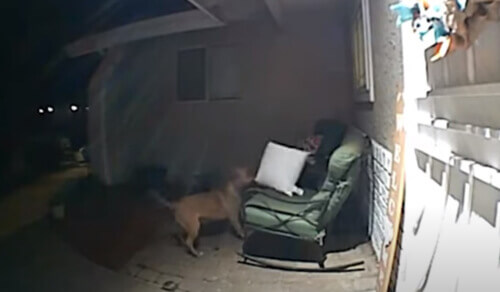 the neighbor's dog stole the pillow