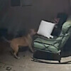 the neighbor's dog stole the pillow