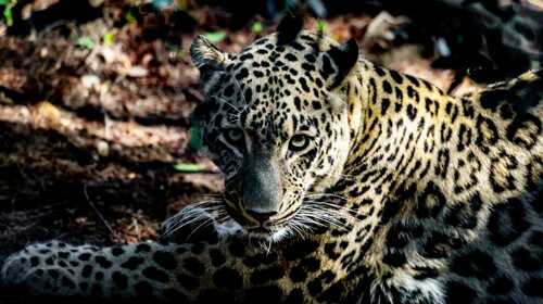 leopard attacked policeman