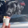 dog treated to ice cream