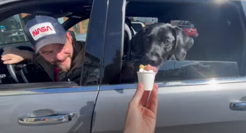 dog treated to ice cream