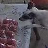 the dog stole food from the store