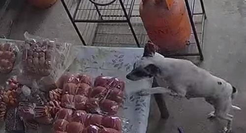 собака украла еду из магазина
