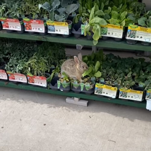 кролик обедает в торговом центре