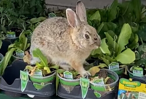 Bunny has lunch at the mall