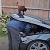 кошка закрыла капот машины