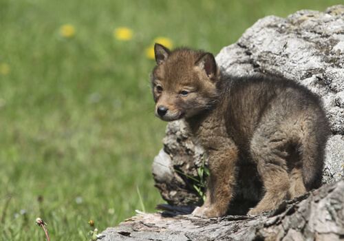 little coyote instead of a puppy