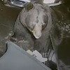 bear ransacked trash cans