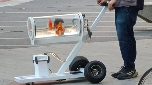 the owner walks with goldfish
