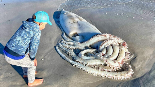 giant squid on the beach