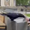 the raven pecked the good man