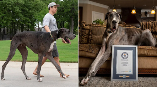 самая высокая собака в мире