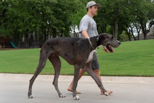 самая высокая собака в мире