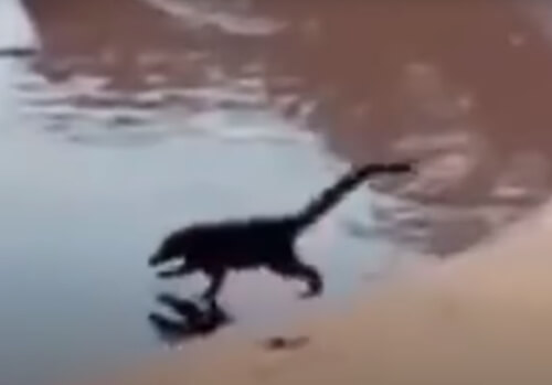 tiny dinosaurs on the beach
