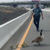 goose family on the track