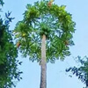 tallest papaya tree