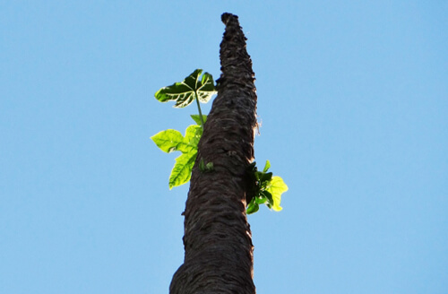 самое высокое дерево папайи
