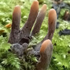 dead man's fingers in the forest