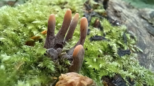 пальцы мертвеца в лесу