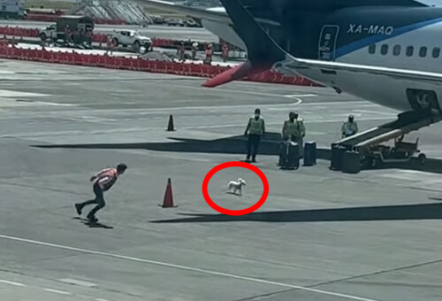 собака на лётном поле аэропорта