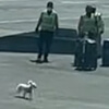 dog on the airport airfield