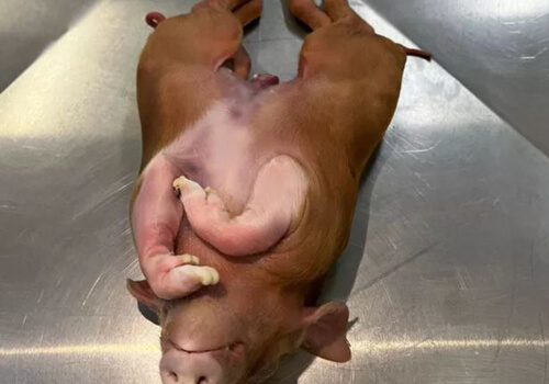 dead pig with two bodies