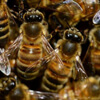 пчёлы в круглосуточном магазине