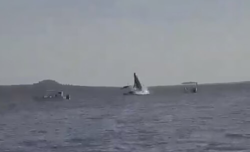 кит перевернул лодку